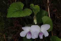 Viola pilosa